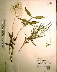 Clematis baldwinii image