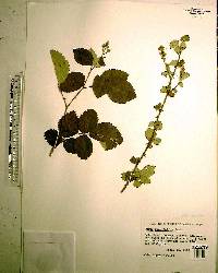 Rubus cuneifolius image