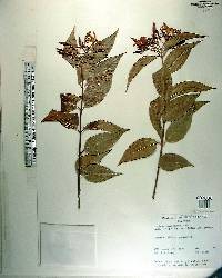 Jasminum laurifolium image