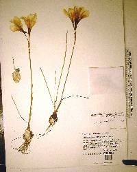 Zephyranthes treatiae image