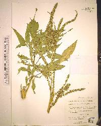 Amaranthus australis image