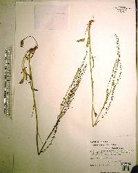 Rumex hastatulus image