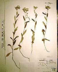 Helianthemum corymbosum image