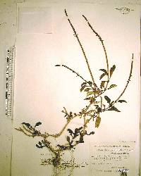 Stachytarpheta jamaicensis image