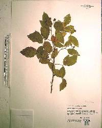 Rubus argutus image