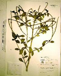 Stachytarpheta urticifolia image