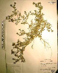 Lepidium didymum image