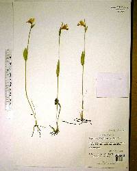 Pogonia ophioglossoides image