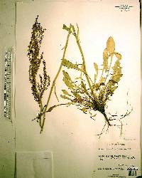 Rumex hastatulus image