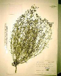 Stenaria nigricans image