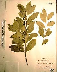 Prunus caroliniana image