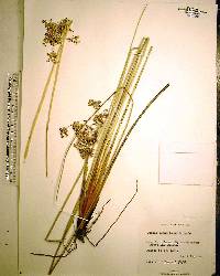 Juncus roemerianus image