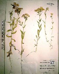 Phlox drummondii image