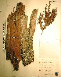 Hypericum chapmanii image