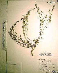 Chamaesyce hyssopifolia image