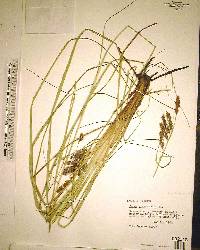 Carex glaucescens image