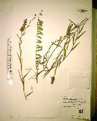 Ludwigia suffruticosa image