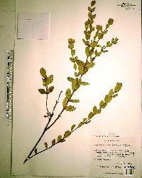 Hypericum crux-andreae image