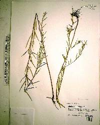 Ludwigia linearis image