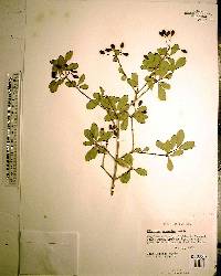 Viburnum obovatum image