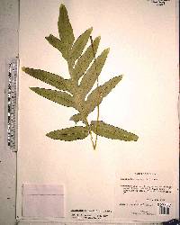 Phlebodium aureum image