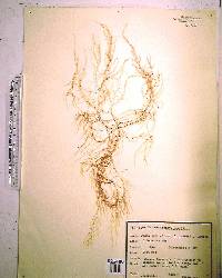 Dasya pedicellata image