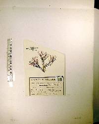 Gracilaria foliifera image