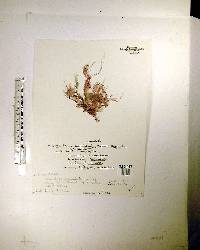 Gracilaria caudata image