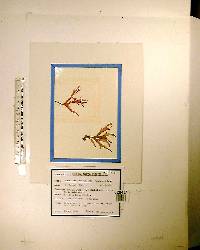 Gracilaria mammillaris image