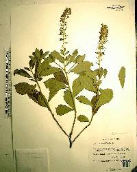 Clethra alnifolia image