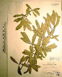 Quercus laurifolia image