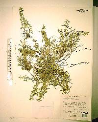 Ludwigia repens image