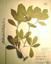 Quercus laurifolia image