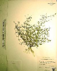 Lindernia dubia var. anagallidea image