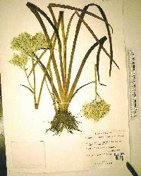 Lachnanthes caroliana image