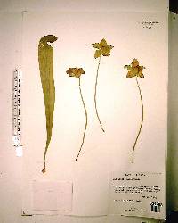 Sarracenia minor image