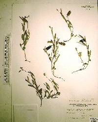 Crotalaria rotundifolia image