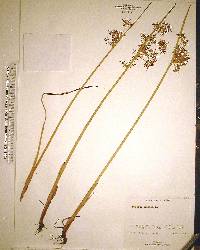 Cyperus haspan image