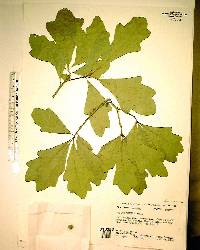 Quercus austrina image