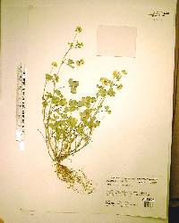 Trifolium nigrescens image