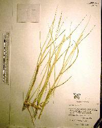 Panicum repens image