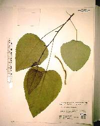 Populus heterophylla image