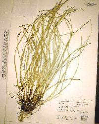 Carex willdenowii image