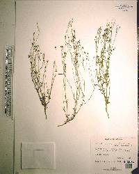 Wahlenbergia marginata image