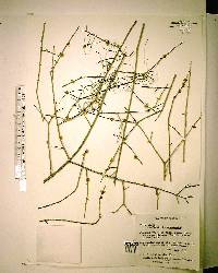 Forestiera acuminata image