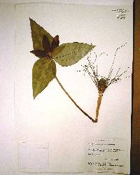 Trillium decipiens image