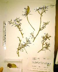 Quercus geminata image