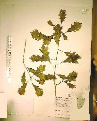 Quercus shumardii image