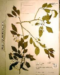 Crataegus viridis image