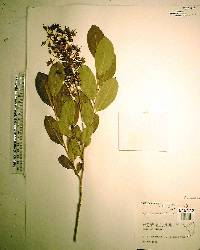 Lyonia mariana image